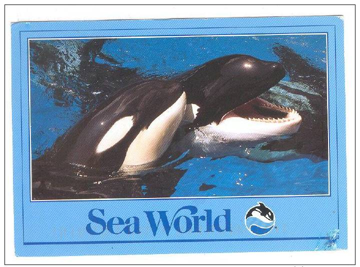 Killer Whales , SEAWORLD , PU-1994 - Altri & Non Classificati