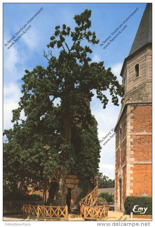 ALLOUVILLE BELLEFOSSE Seine Maritime 76 : Vieux Chêne De 10 Siècles Dont Le Tronc Renferme 2 Chapelles Arbre Tree Baum - Allouville-Bellefosse