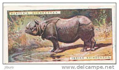 Indian Rhinoceros /  Rhino  /  Animaux Animal India Inde  / IM49/2 - Player's