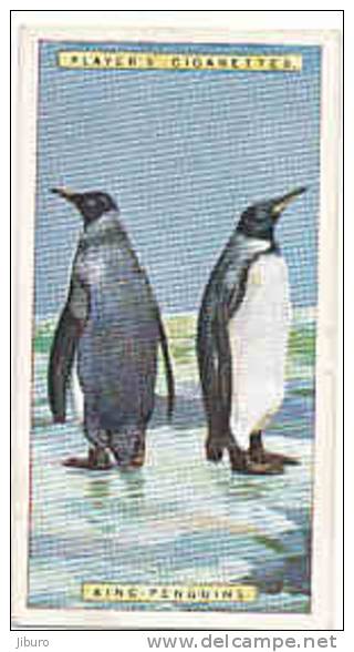 King Penguins / Manchots Royaux  /  Pingouin Penguin   /  Animaux Animal Oiseau Bird  / IM49/2 - Player's