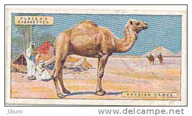 Arabian Camel / Dromadaire Dromadery Arabie Arabia Animaux Animal Bédouin  / IM49/2 - Player's