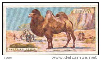 Bactrian Camel / Chameau Bactrien . C. De Bactriane / Asie  Animaux Animal  / IM49/2 - Player's