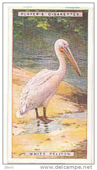 White Pelican /  Oiseau Bird  Animaux Animal / IM49/2 - Player's