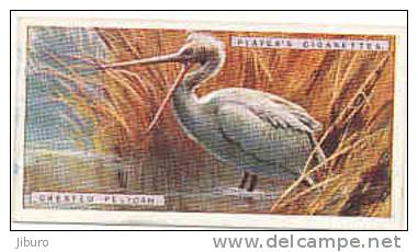 Crested Pelican /  Oiseau Bird  Animaux Animal / IM49/2 - Player's