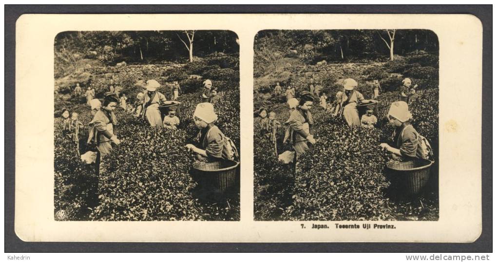 Japan (~1900´s) Woman At Uji -Tea Harvest - Tokyo - Kyoto (NPG) - Stereoscoop