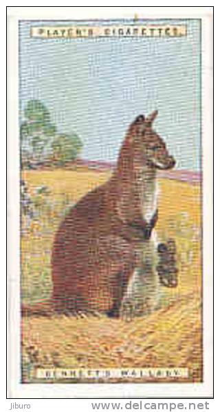 Benett's Wallaby  /  Animaux Animal Tasmania Tasmanie / IM49/2 - Player's