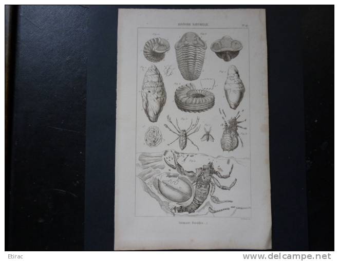 Gravure Ancienne De H. Roux Ainé, 14,5x23cm. Histoire Naturelle ; Animaux Fossiles - Otros & Sin Clasificación