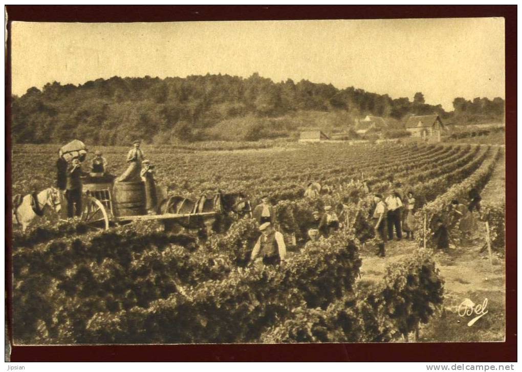 Cpa Du   37  Bourgueil  Les Vendanges   LOU3 - Altri & Non Classificati