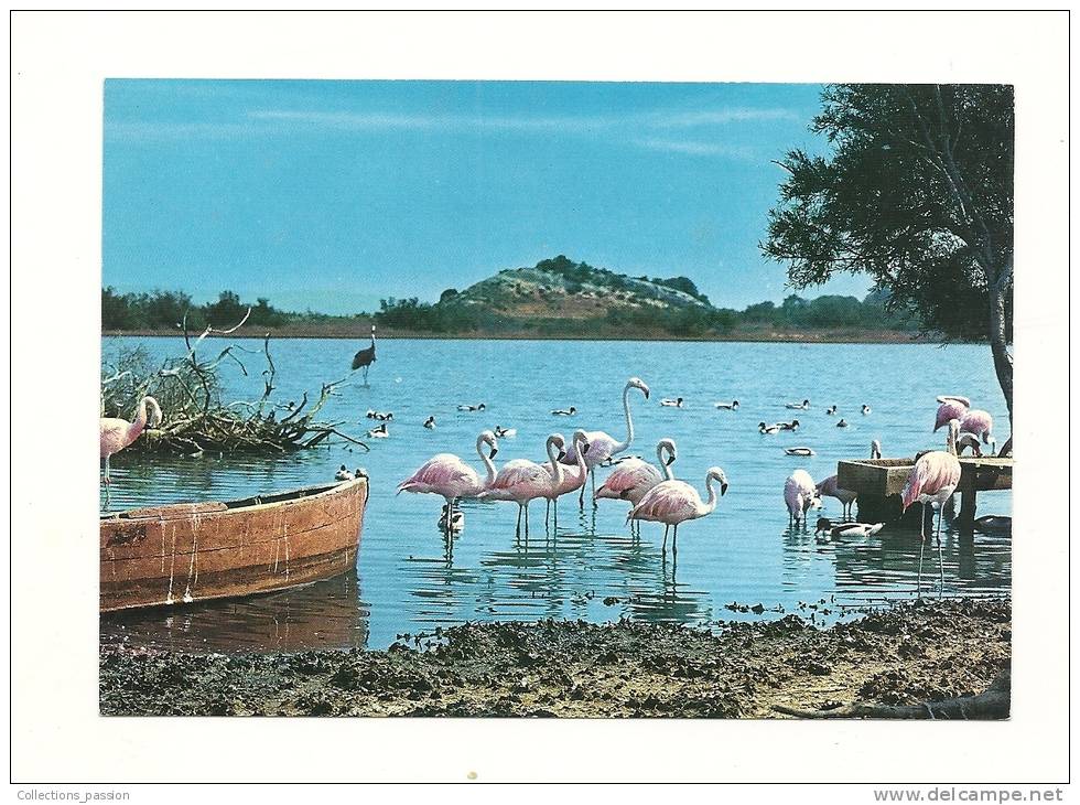 Cp, 11, Sigean, Réserve Africaine De Sigean, Etang De L´Oeil De CA, Les Flamants - Sigean