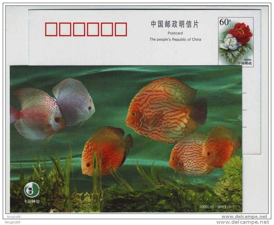 Marine Tropical DISCUS Fishes,China 2000 Shanghai Jinyang Ornamental Fish Park Advertising Postal Stationery Card - Fishes