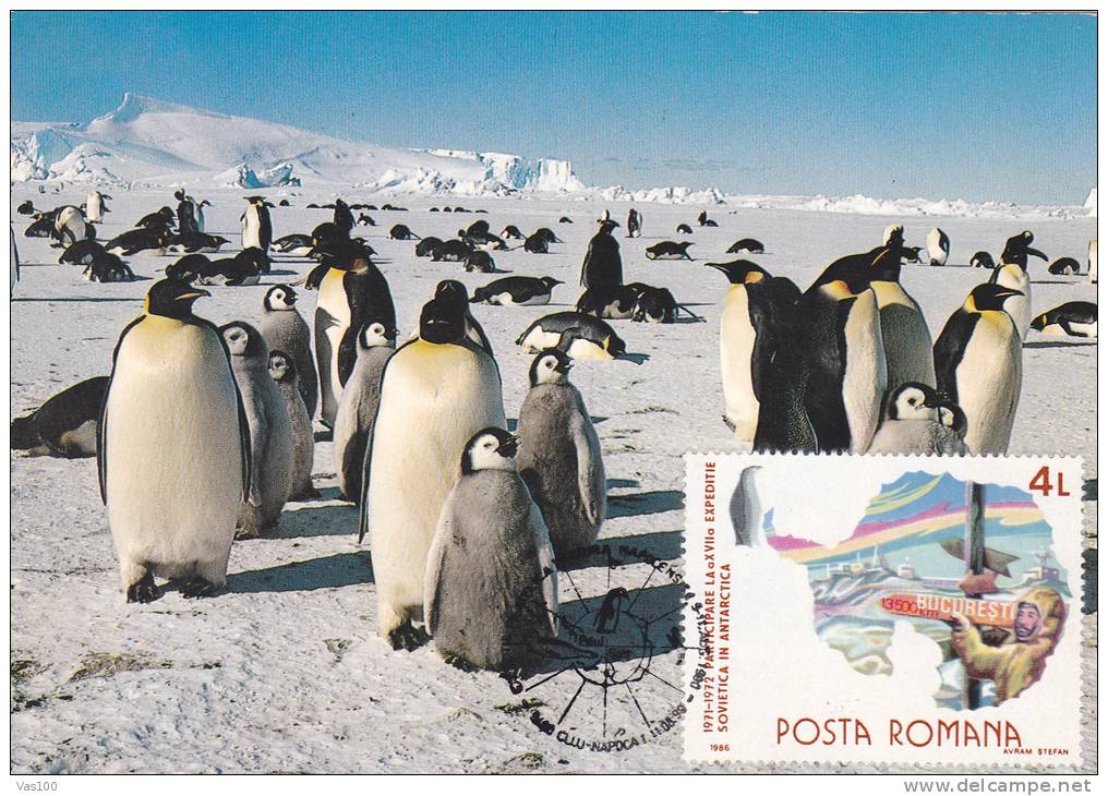 PENGUINS, MANCHOTS, 1990, CM MAXI CARD, CARTES MAXIMUM, ROMANIA - Pingouins & Manchots