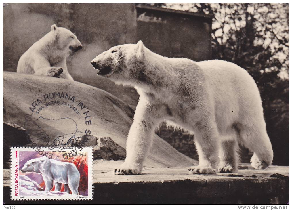 POLAR BEAR, OURS POLAR, 1990, CM MAXI CARD, CARTES MAXIMUM, ROMANIA - Ours