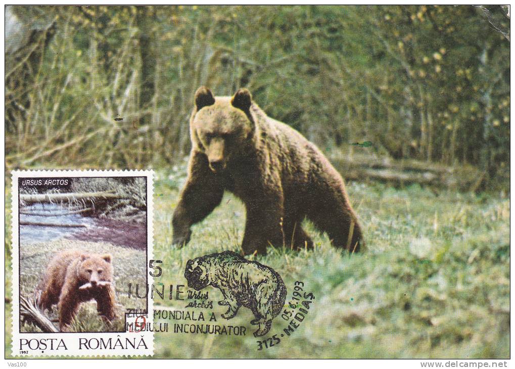 BEAR, OURS, 1993, MAXI CARD, CARTES MAXIMUM, ROMANIA - Bears