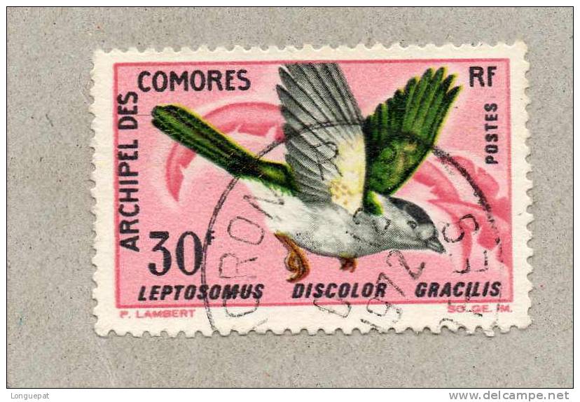 COMORES : Oiseau :Le Courol Vouroudriou  (Leptosomus Discolor Gracilis) - Used Stamps
