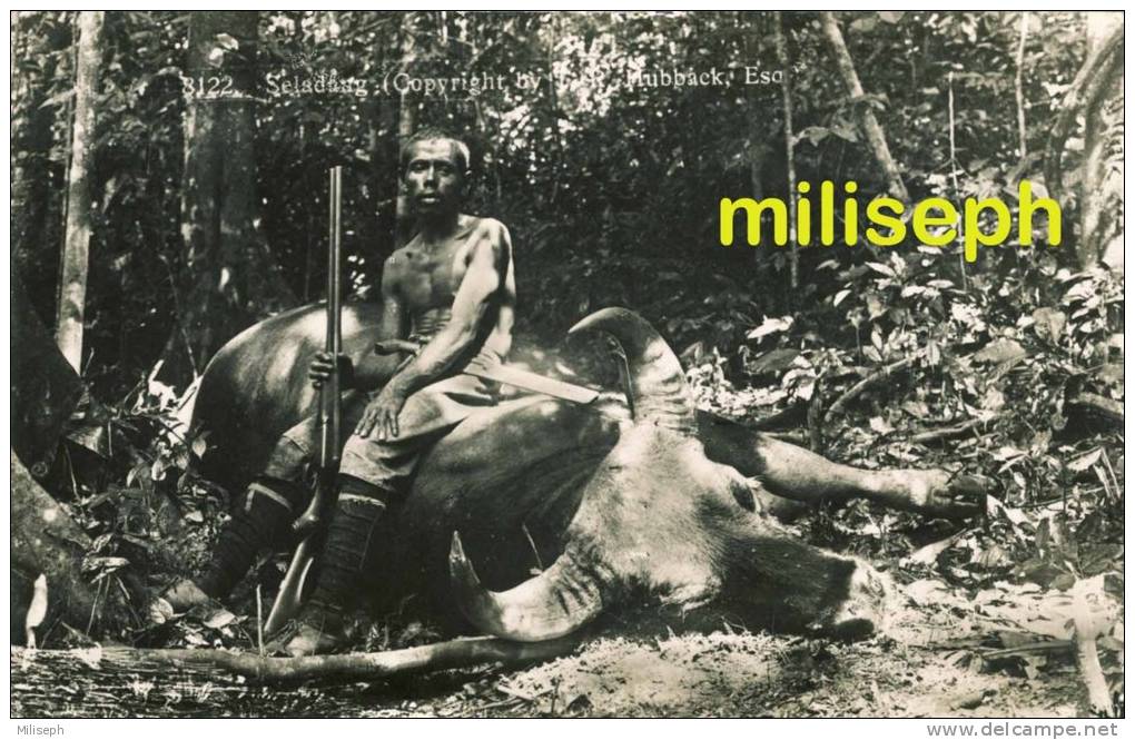 Malaisie - Timbre Oblitéré SINGAPORE 1936 - Chasse Au Buffle  - Photo GEVAERT         (1902) - Malaysia