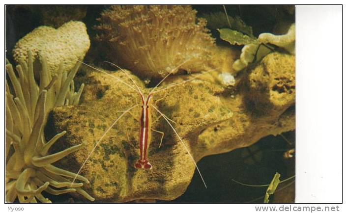 54 NANCY Aquarium Tropical Museede Zoologie Crevette Nettoyeuse Repatition Circum Tropicale - Neuves Maisons