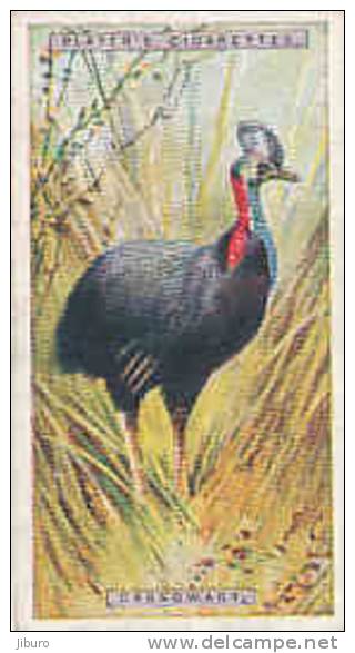 Cassowary  /  Casoar  /  Animaux Animal Oiseau Bird  / IM49/2 - Player's