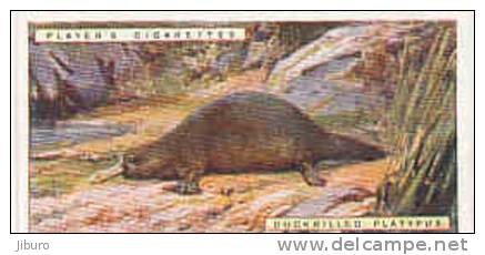 Duckbilled Platypus  /  Ornithorynque  /  Animaux Animal  / IM49/2 - Player's