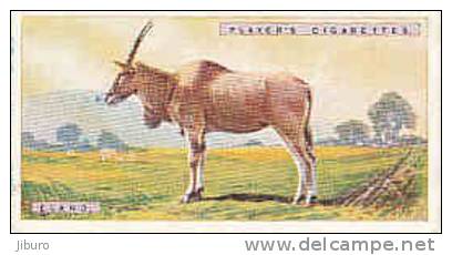 Eland /  Taurotragus Oryx  /  Animaux Animal  / IM49/2 - Player's