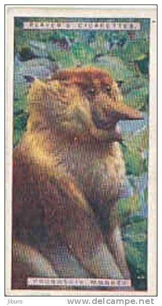 Proboscis Monkey  /  Singe  /  Animaux Animal  / IM49/2 - Player's