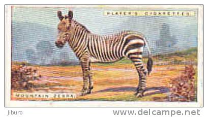 Mountain Zebra /  Zèbre Des Montagnes /  Animaux Animal  / IM49/2 - Player's