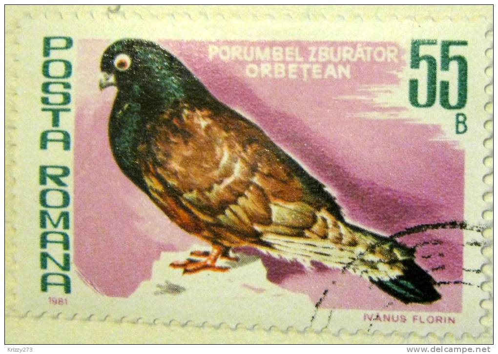 Romania 1981 Pigeon 55b - Used - Gebraucht