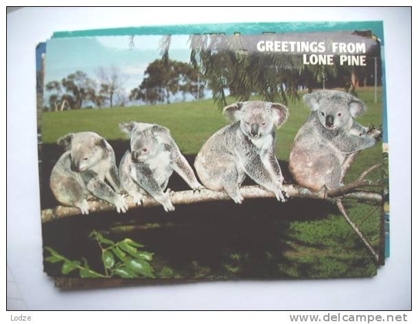 Australië Australia Brisbane Lone Pine Koalas - Brisbane