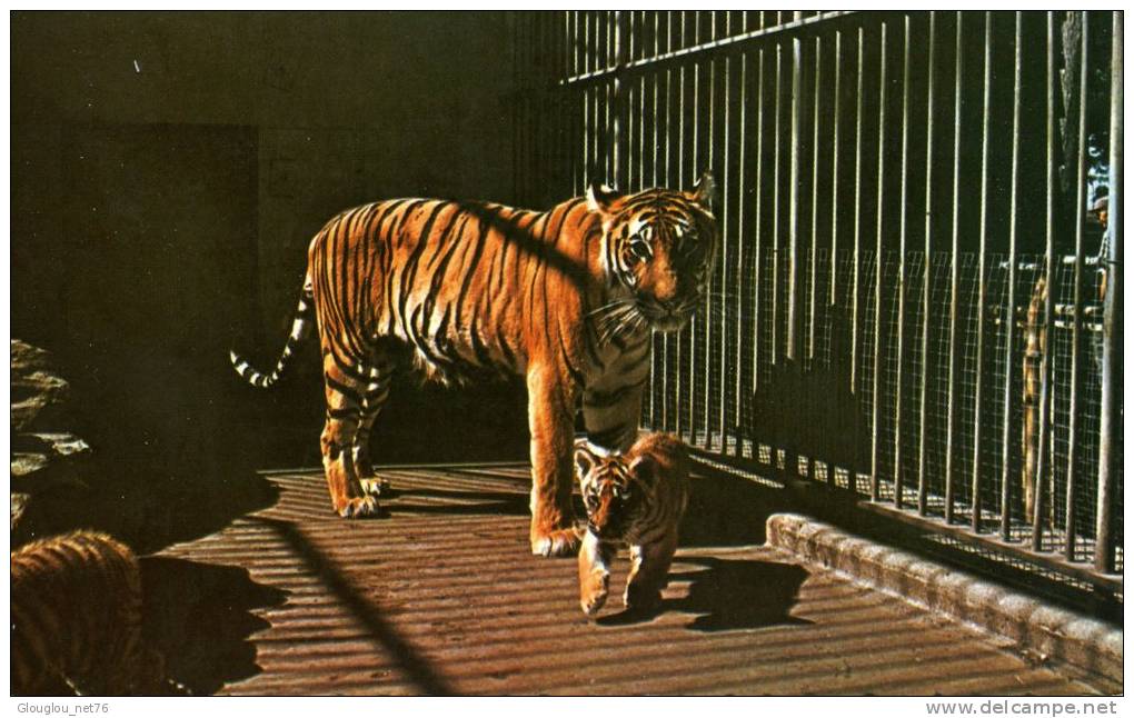 TRIGRESSE ET SES PETITS ...CPSM PETIT FORMAT - Tigri