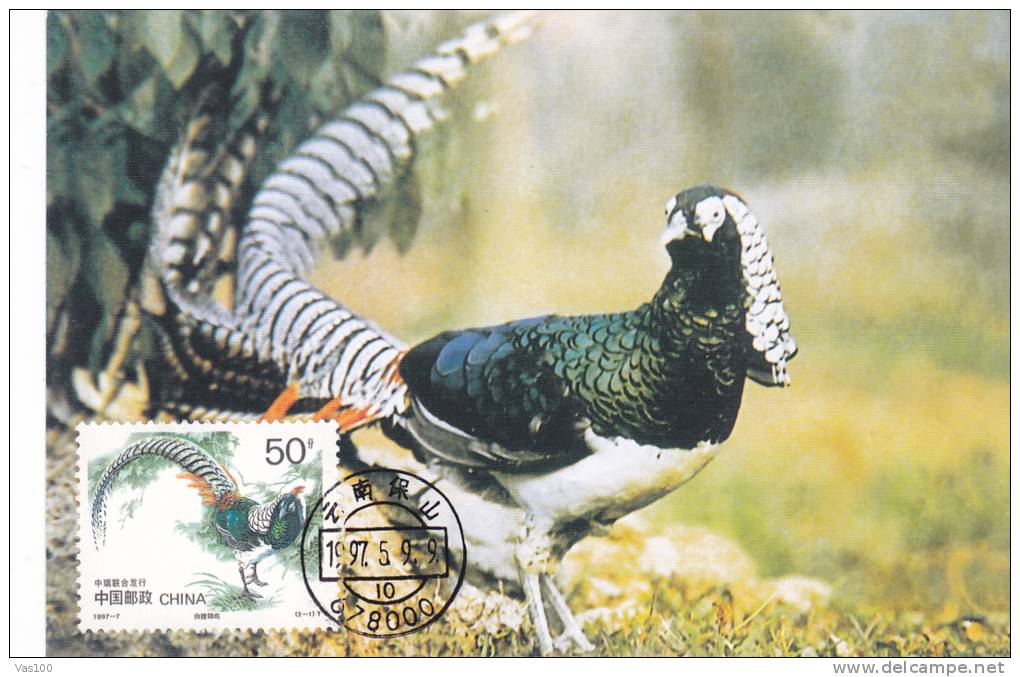 CHINESE COPPER PHEASANT, 1997, CM. , MAXI CARD, CARTES MAXIMUM, CHINA - Gallinacées & Faisans