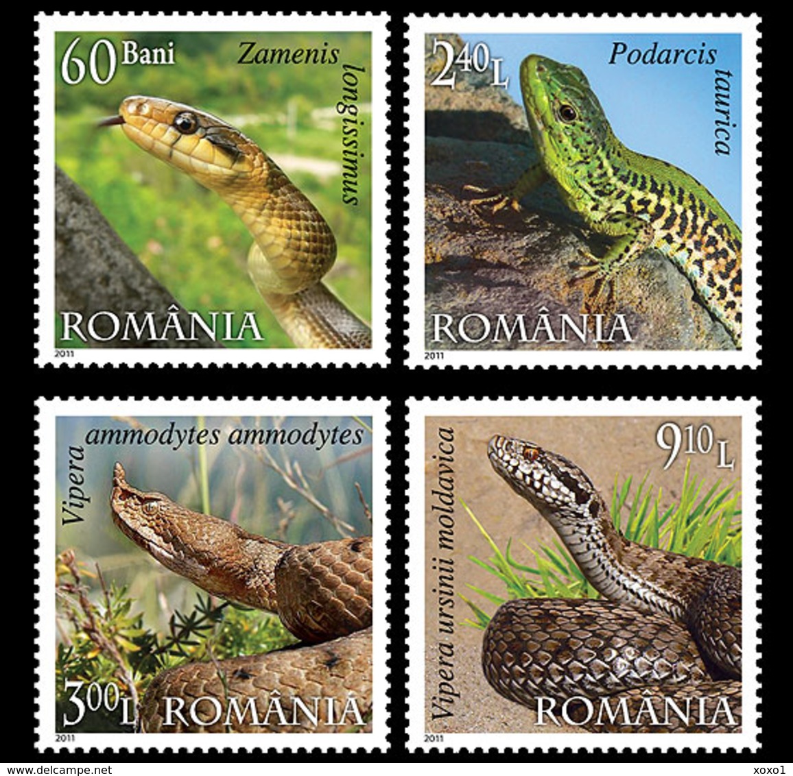 Romania 2011 MiNr. 6485 - 6488 Rumänien Reptiles Snakes, Balkan Wall Lizard 4v MNH** 12,00 € - Serpenti