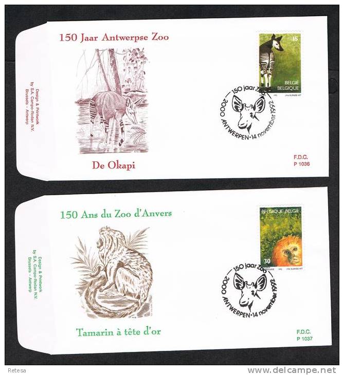 BELGIE  2  FDC  150 JAAR ZOO ANTWERPEN  OKAPI  EN GOUDKOPLEEUWAAPJE  1992 - Animalez De Caza