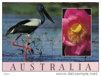 Jabiru Stork, La Seule Cigogne D´Australie. Carte Neuve  Steve Parish Collection Australia - Darwin