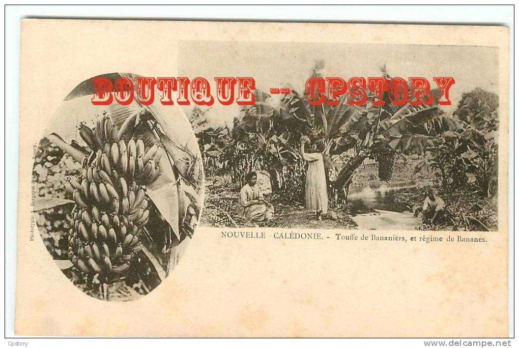 NOUVELLE CALEDONIE - Régime De Bananes Et Touffe De Bananiers - Cliché Bergeret 1900 - Dos Scané - Nieuw-Caledonië