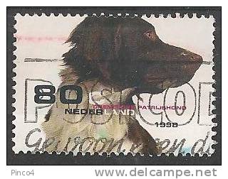 PAESI BASSI NEDERLAND TEMATICA CANI 80 CENT 1998 USATO - Gebruikt