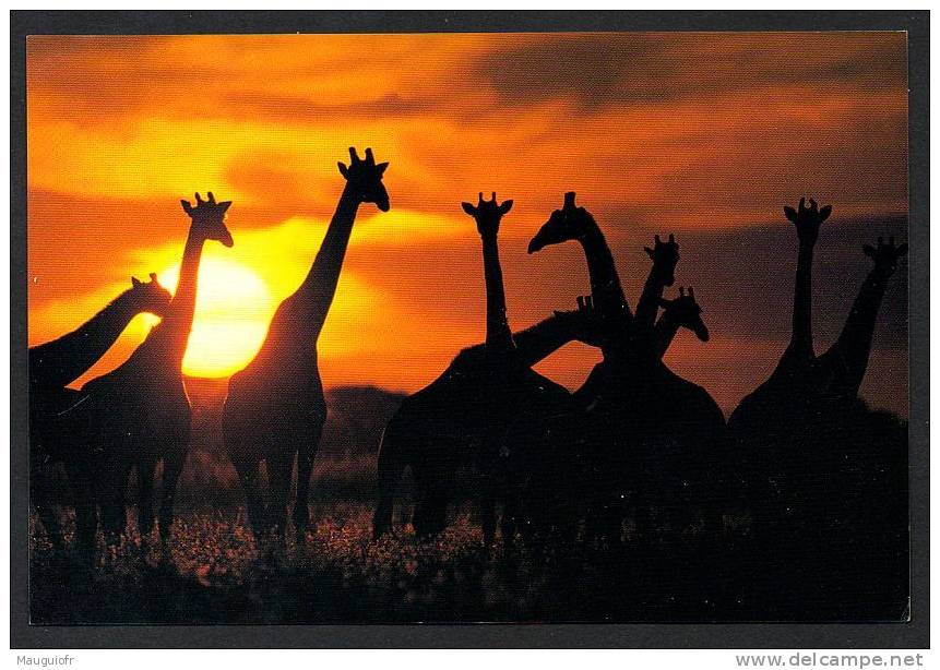 DF / ANIMAUX / GIRAFES AU COUCHER DU SOLEIL - Girafes