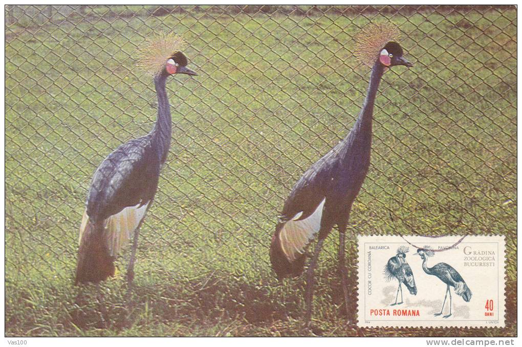 PEACOCK, CM. MAXI CARD, CARTES MAXIMUM, ROMANIA - Peacocks