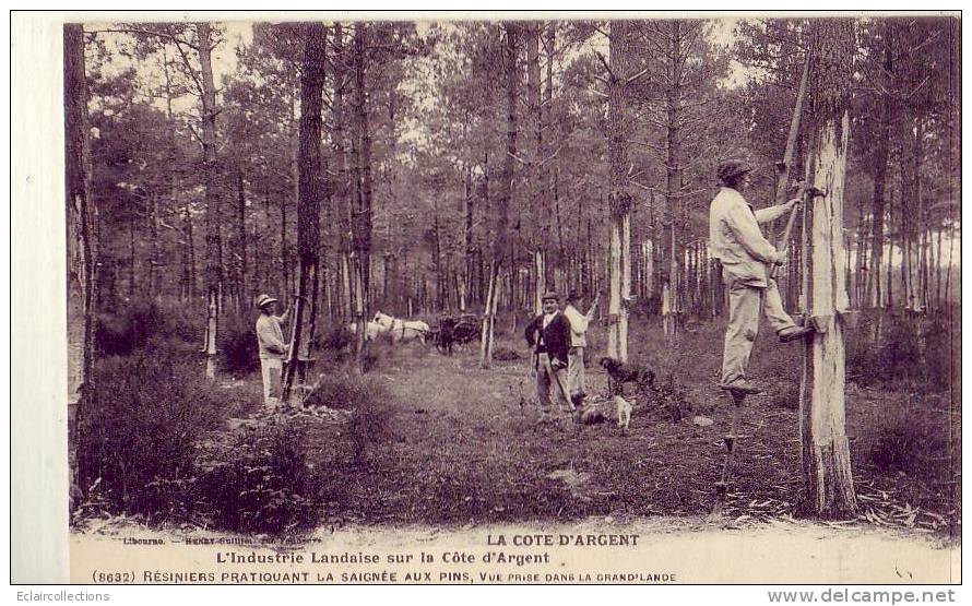 Cote D'Argent  Aquitaine     Résiniers Pratiquant La Saignée Des Pins  ( Voir Scan) - Aquitaine