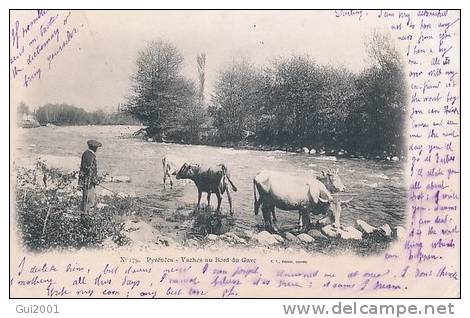 PYRENEES : VACHES AU BORD DU GAVE - Autres & Non Classés