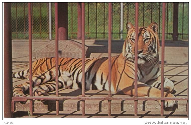 Baton Rouge LA Lousiana, LSU College Mascot 'Mike' The Tiger, C1960s Vintage Postcard - Baton Rouge