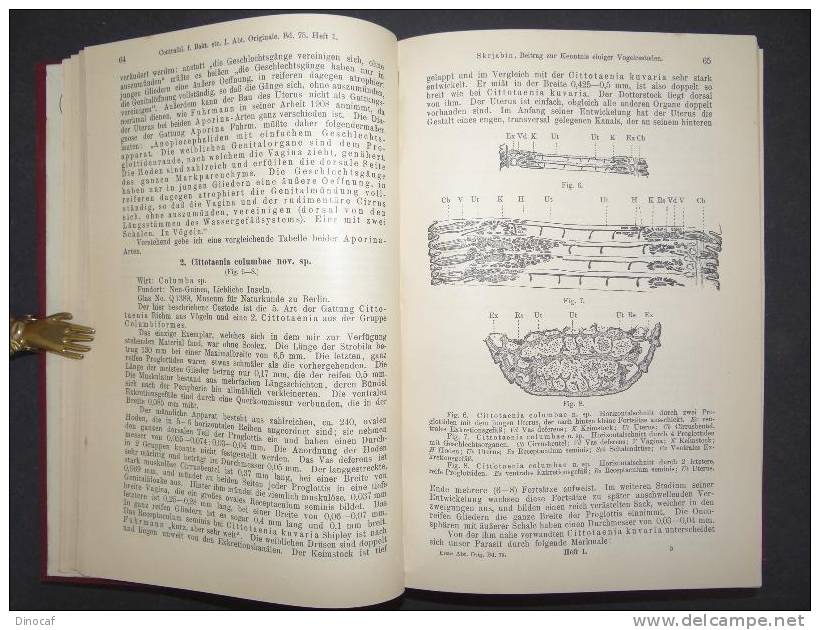 Bakteriologie Parasiten Infektionen Medizin **1915** Centralblatt Abbildungen, 601 Seiten, Mit 14 Tafeln Und 89 Textabbi - Altri & Non Classificati