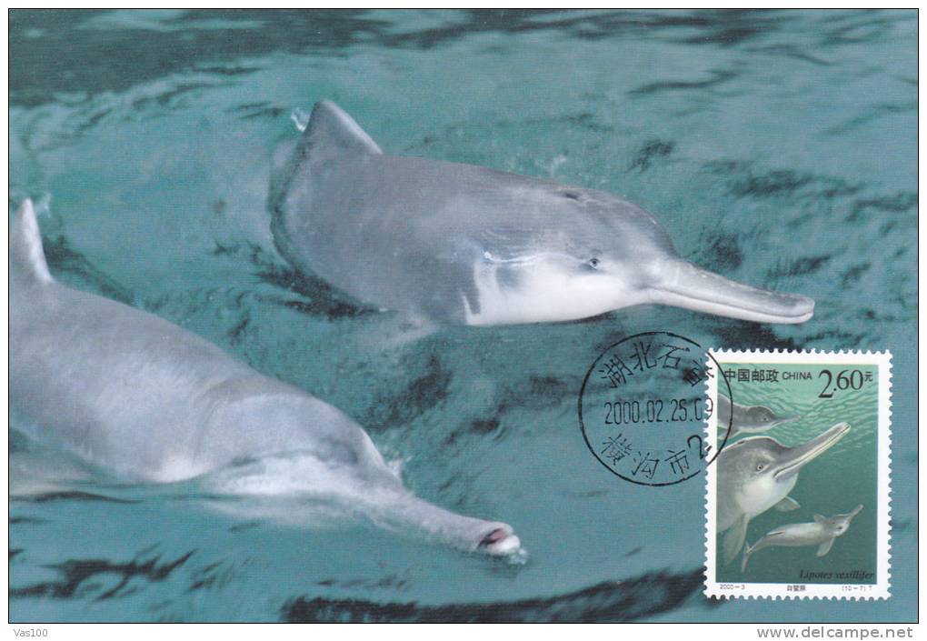 DOLPHIN, 2000, CM. MAXI CARD, CARTES MAXIMUM, CHINA - Dolphins