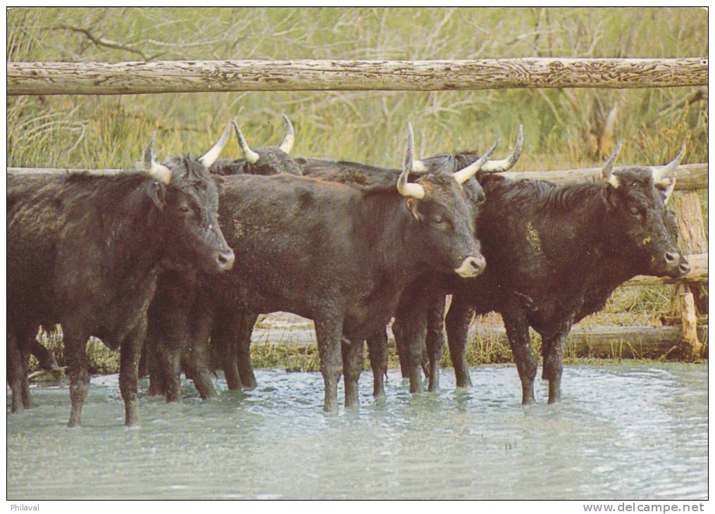 Taureaux Dans Les Marais De Camargue - Cp 10 X 15 - Taureaux