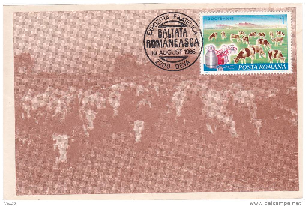 COWS FLOCK, 1986,  CM. MAXI CARD, CARTES MAXIMUM, ROMANIA - Vaches
