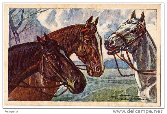 AK PFERDE HORSE  Drei  Pferdekopf SIGNIERT KARTE OLD POSTCARD - Pferde