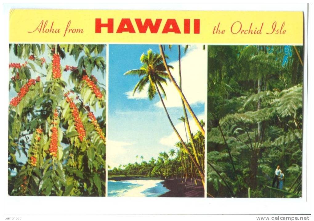 USA – United States, Aloha From Hawaii, The Orchid  Isle, 1966 Used Postcard [P8007] - Big Island Of Hawaii