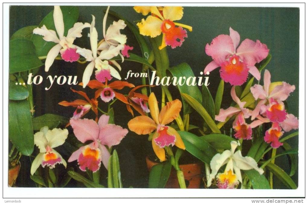 USA – United States, Orchids, To You From Hawaii, Used Postcard [P8013] - Other & Unclassified