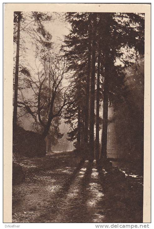 Im Harz, Sonnenschein Im Walde, Um 1925 - Andere & Zonder Classificatie