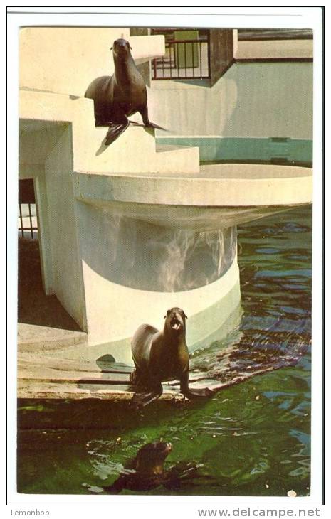 USA – United States, California Sea Lions, Buffalo Zoological Gardens, New-York, Unused Postcard [P8038] - Buffalo