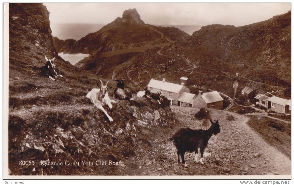 KYNANCE COAST FROM CLIFF ROAD.  GOATS - Other & Unclassified