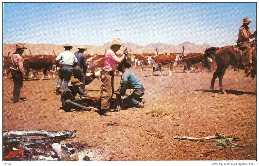 CPSM 9X14 . ROUND UP TIME . COOPERATION BETWEEN COWHANDS AND THE WELL TRAINED HORSES. Marquage Des Bêtes - Autres & Non Classés